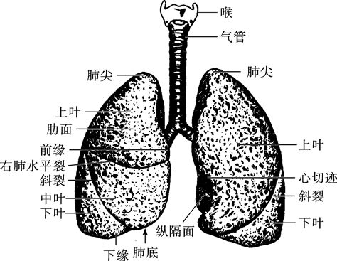 肺 位置|解剖学/肺